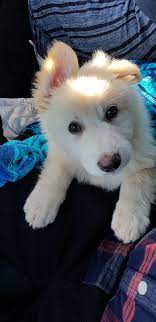 What do you need to know before you get a german shepherd? I Wanted A Dog Since I Was A Child And Now That I Have My Own Job Meet Leo The White German Shepherd Aww