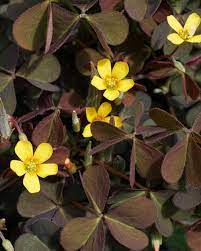 Creeping woodsorrel prefers growing in shade instead of full sun. Common Lawn Weeds And How To Get Rid Of Them