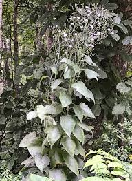 Image result for Lactuca glandulifera