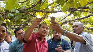 Selain strawberi , disini juga terdapat ladang anggur. Petik Makan Anggur Tarikan Ke Taman Agroteknologi Mardi Langkawi Youtube