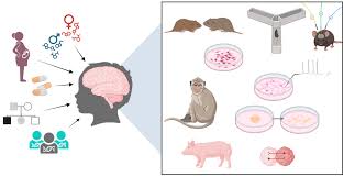 The Evolving Landscape of Functional Models of Autism Spectrum Disorder