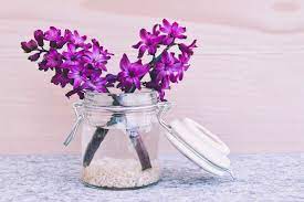 Blooms in wild tropical areas in spring to summer; Seven Best Spring Indoor Plants For Beginners