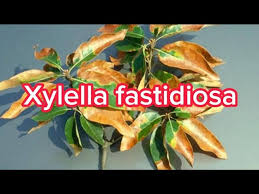 Image result for xylella fastidiosa oleander symptoms
