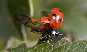 Your local orkin technician is trained to help manage carpet beetles and similar pests. Diatomaceous Earth Is Effective Against Carpet Beetles Pest Exterminators