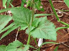 Image result for Orthosiphon thymiflorus