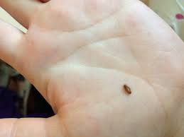 Silberfische im bett , mittel gegen silberfische im schlafzimmer | wohnzimmer ideen, bild merkwürdige tierchen im bett ! zu blau colonia sant, silberfische im schlafzimmer woher. Ist Das Ein Silberfisch Ungeziefer Silberfische