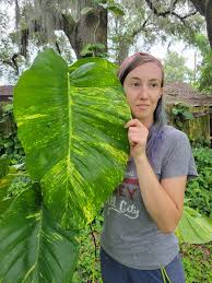 Image result for Epipremnum aureum
