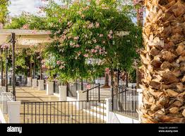 Image result for Podranea