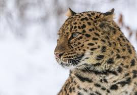 Amur Leopards Wwf