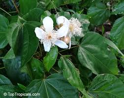 Image result for Bixa orellana