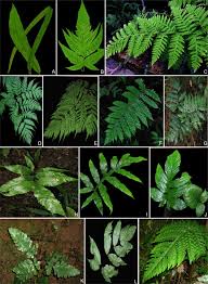 Image result for Tectaria fernandensis