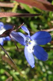 Image result for Lobelia flaccida