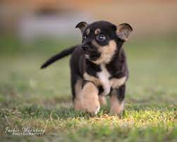 Bc spca is a registered charity, tax # bn 11881 9036 rr0001 the bc spca respectfully acknowledges that we live, work and play on the unceded traditional territories of the numerous and diverse first nations within british columbia. Adopt A Pet Animal Shelter Set To Close For Good