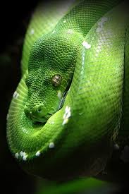 Golden Eye Snake Snake Photos Beautiful Snakes