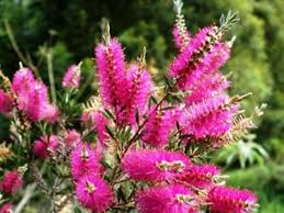 Image result for Callistemon