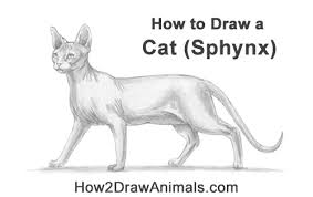 Check spelling or type a new query. How To Draw A Cat Sphynx Video Step By Step Pictures