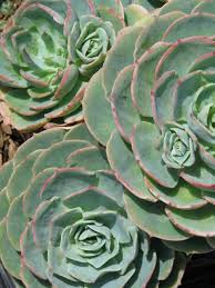 Image result for Micromeria imbricata