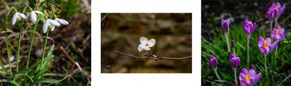 Flowers bloom march through may. Crocus Snowdrop And Cherry Blossom In January Ireland