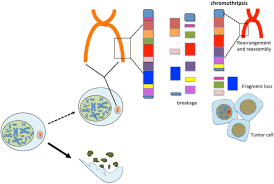 Mesothelioma is a type of cancer that attacks the membrane lining around certain organs in the researchers have found that patients with malignant pleural mesothelioma (mpm) and asbestosis. Does Chromothripsis Make Mesothelioma An Immunogenic Cancer Journal Of Thoracic Oncology