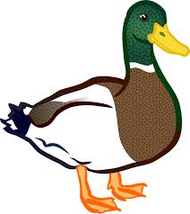 Halaman mewarnai gambar bebek dapat melatih belajar perihal warna. Terbaru 19 Gambar Bebek Kartun Berwarna Gani Gambar