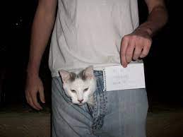 It can be a sign that a cat is having difficulty breathing. Cat