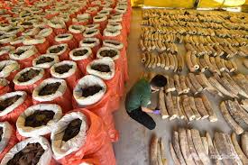 Check spelling or type a new query. Tons Of Ivory And Pangolin Scales Are Seized In Singapore
