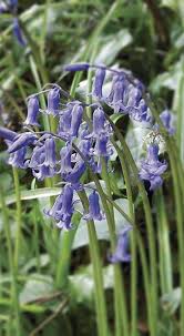 Nicotiana sylvestris has elegant, drooping flowers, while those of nicotiana alata 'tinkerbell' are an attractive terracotta colour. Favourite Plant English Bluebells Flower April To May In Partial Shade Loved By Pollinators Uk Bluebells Ga Blue Bell Flowers English Bluebells Flowers Uk