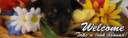 See puppy photos, health info & reviews. Patti S Dachshund Farm Miniature Dachshund Doxie Puppies For Sale