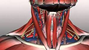 This mri neck axial cross sectional anatomy tool is absolutely free to use. Neck Anatomy Organisation Of The Neck Part 1 Youtube