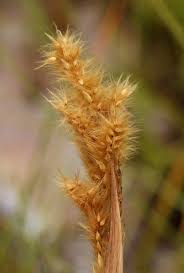 Image result for Eriochrysis