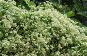 Image result for Mikania cordata