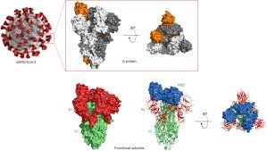 In early february 2020, the diamond princess cruise ship was quarantined off the coast of yokohama, japan. Covid 19 Vaccine Development And A Potential Nanomaterial Path Forward Nature Nanotechnology