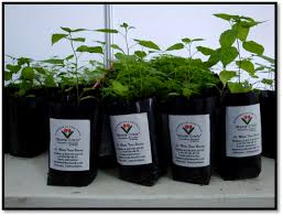 Maybe you would like to learn more about one of these? Consultoria Experta En Negocios De Agricultura Ganaderia Y Forestales Potencial Del Chile Piquin En Tamaulipas Como Un Negocio Rentable Generador De Mano De Obra Y Sustentable