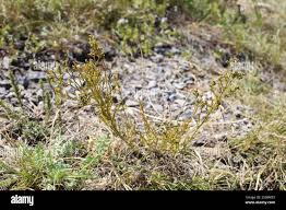 Image result for Thesium singulare