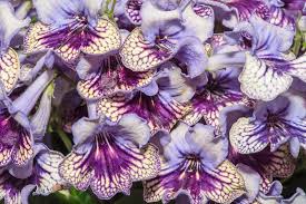 Image result for Streptocarpus goetzei
