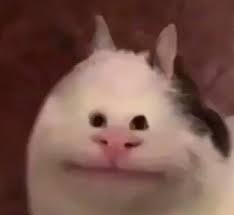 Meet My Fat Polite Cat Polite Cat Amino Amino