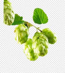 It's relatively new but it has reached over 1 million downloads now in google play store. Yellow Liquid Creative Hops Orange Beer Festival Computer Wallpaper Png Pngwing