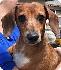 Hi, i'm lil and i raise miniature dachshunds in short hair and long hair in a variety of colors here in sunny central florida. Orlando Fl Dachshund Meet Dixie A Pet For Adoption