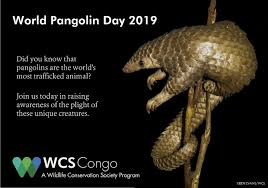Pangolin meat is also popular and said to have general health benefits. World Pangolin Day Wcs Congo Blog