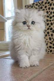 Pin On Cute Cats
