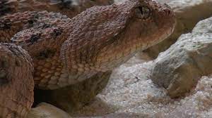 Horned Desert Viper Snake And Big Lizard Horned Desert Viper Most Da Viper Snake Reptile Snakes Snake