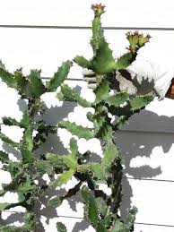 Image result for Euphorbia contorta