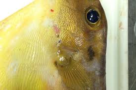 Image result for Blepharis dunensis