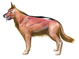 The Muscle System Of The Dog Stock Illustration