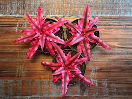 Amazon Com Cryptanthus Bivittatus Ruby Earth Star Bromeliad Plants Garden Outdoor Plants Easytogro Bromeliads Easy To Grow Houseplants Plant Bugs