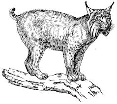 Malvorlage Luchs Kostenlose Ausmalbilder Zum Ausdrucken