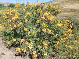 Image result for Erythrostemon