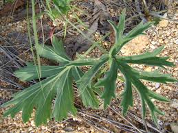 Image result for Pelargonium luridum