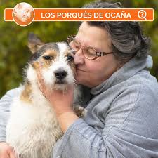 Por qué nos gustan las mascotas?