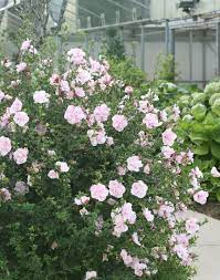 Pin On Garden Glory